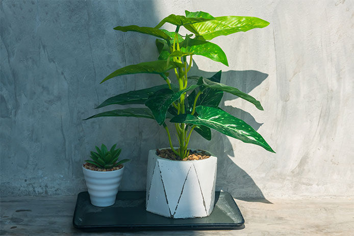 Two plants against a concrete wall, one partially in the shade and sun