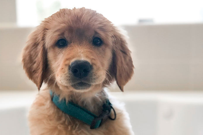 A cute golden retriever puppy dog isolated on a blurry background 