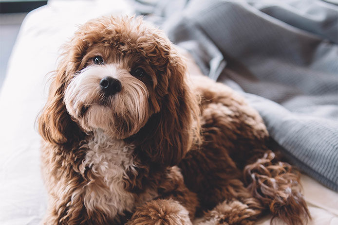 A fluffy cocker spaniel laying on the end of a bed looking up at the camera 