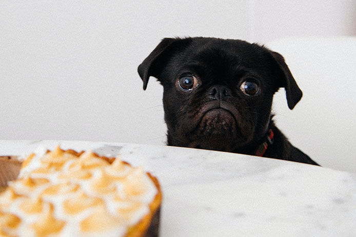 A black puppy pug sitting on a kitchen chair eyeballing a meringue pie