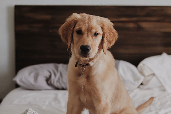 A puppy golden retriever sitting on a bed with white sheets and a wooden headboard