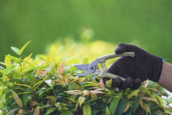 A person wearing black gardening glove holding pruners 