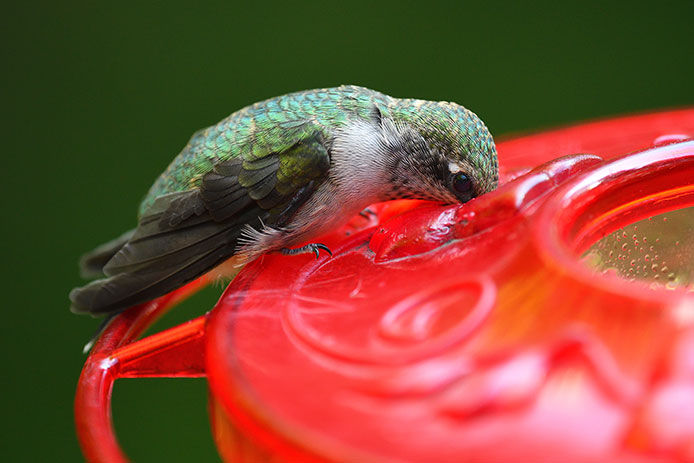 Close-up of a hummingbird eating from the feeder