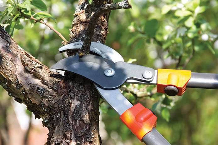 Close-up of someone pruning a small tree branch