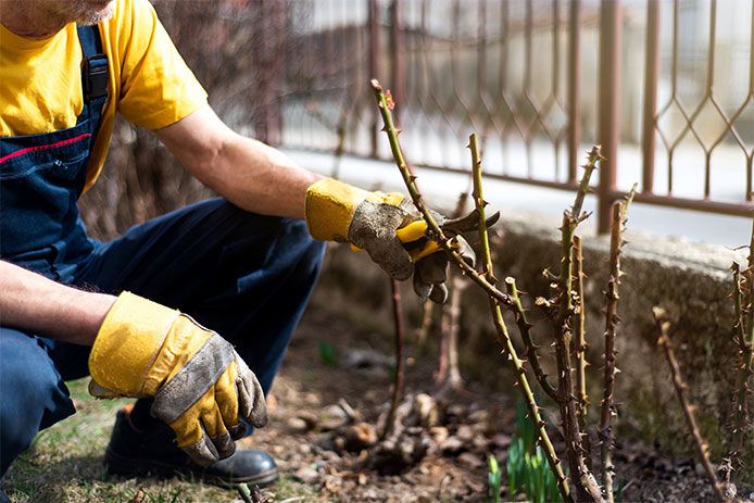 Man pruning roses in the yard close up