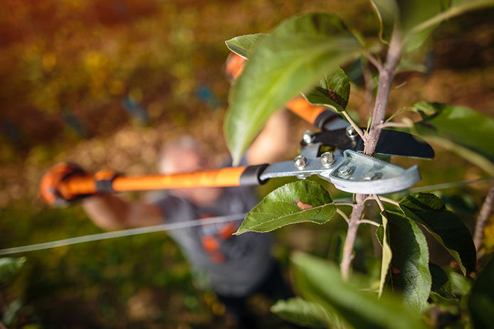 A person pruning a branch