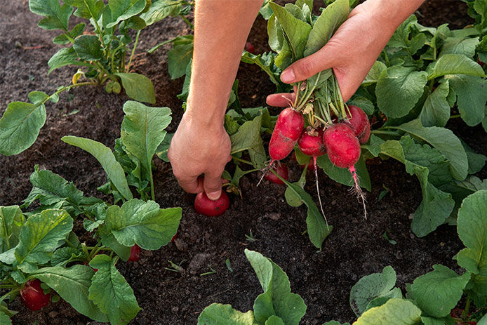 A person pulling red radishes from a healthy garden bed