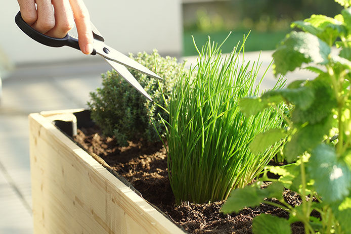 A close-up of green plants in a raised garden bed