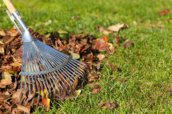 A rake in a pile of leaves