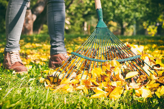 Person using a raking leaves into a pile