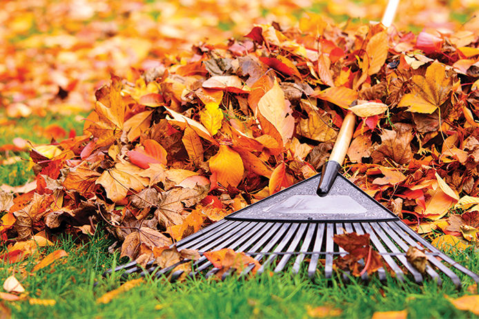 A pile of leaves with a rake laying on top