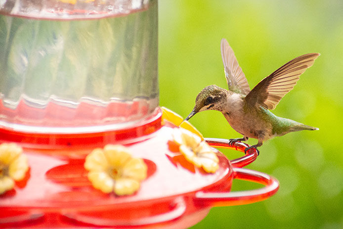 Hummingbird perched on the edge of the feeder