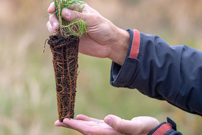 Person holding a small tree sapling up focusing on its roots