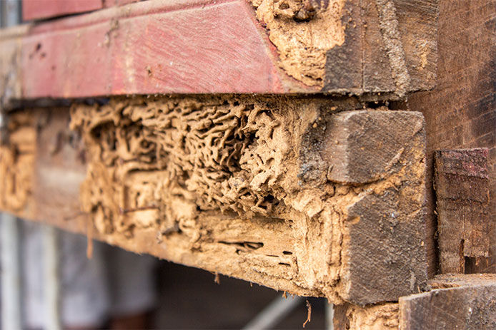 Close-up image of damage to a piece of wood from termites
