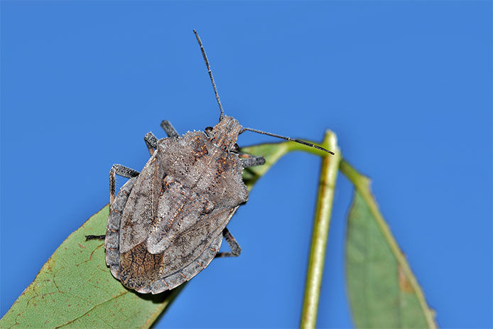 Close-up of a stink bug on a leaf