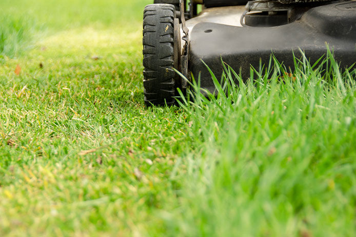 The wheels of a used lawn mower on old lawn grass with its first spring mowing. Close-up