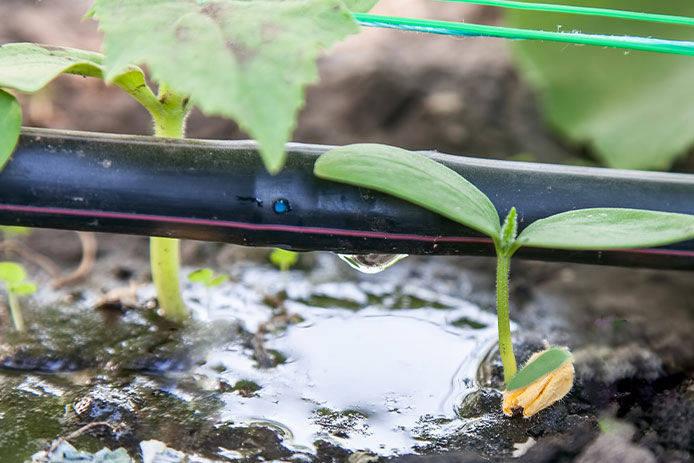 Black water hose drip irrigation system in a vegetable garden filled with seedlings 