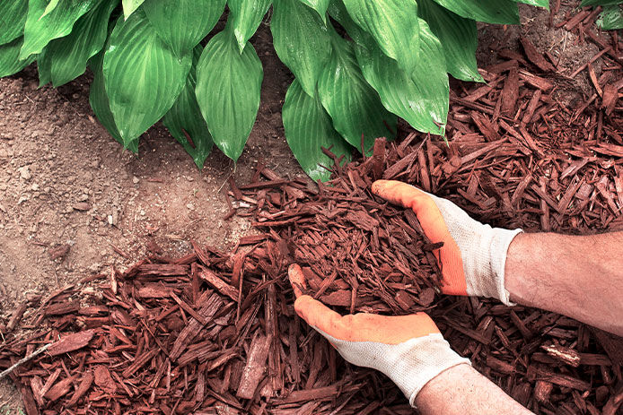 Close-up man wearing gardening gloves spreading brown mulch, bark, around garden hosta plants to kill weeds, front yard, backyard, lawn landscaping