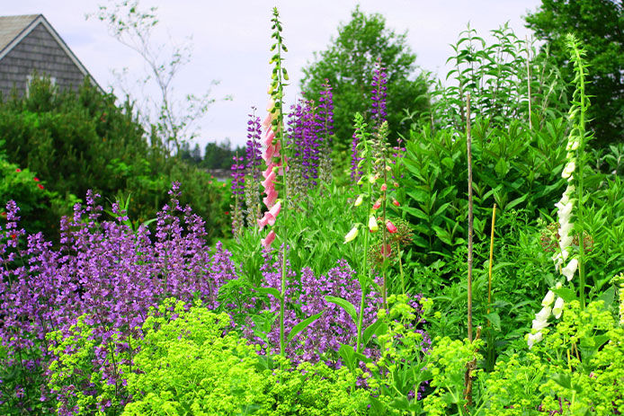 Lupine in a Wildflower Garden on the Maine Coast