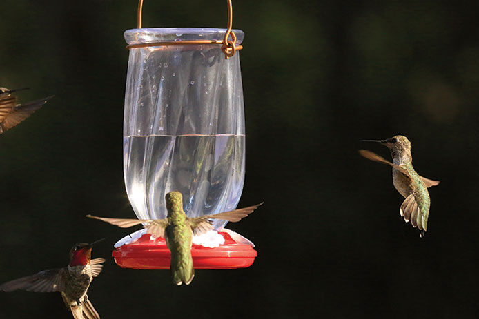 A couple of hummingbirds flying up to a red feeder