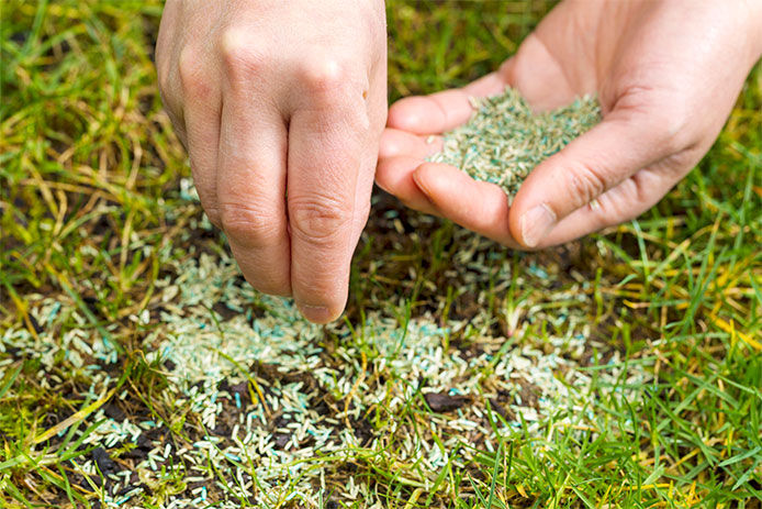 Close up of hands holding grass seed in one hand and sprinkling grass seed on a bare patch of soil with the other hand