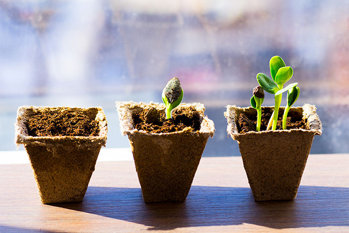 Three seedling stages in coco liners sitting on a window sill