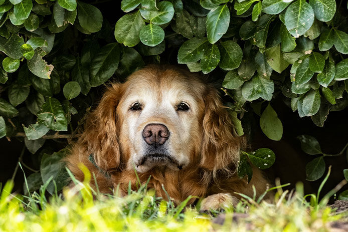 A content dog relaxing under a lush green bush in the peaceful serenity of a forest, with dappled sunlight filtering through the leaves above.