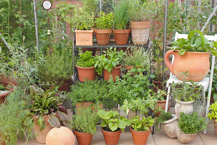 herbal garden with herbs in pots and with a greenhouse