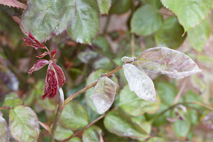 Small plant with a dusty white/grey color to it