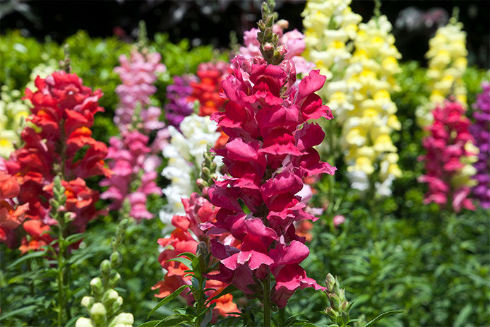 Snapdragons