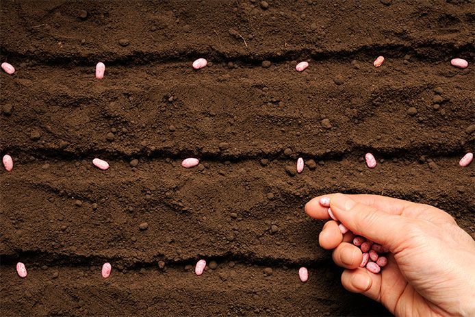 Seeds being sown into soil 