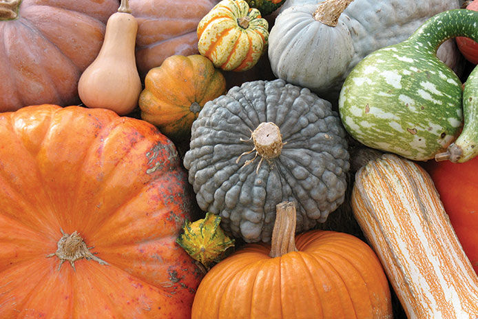 A variety of gourd, pumpkins, and squash 