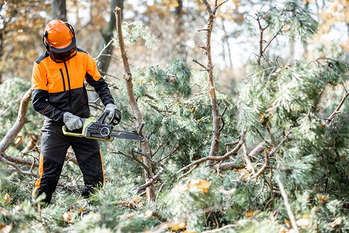 A professional wearing safety gear like a helmet, ear protection, and gloves using a chainsaw to cut down trees in a forest