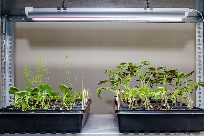 Indoors seedlings under LED on a metal shelf