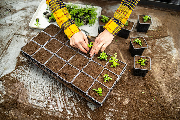 Greenhouse worker transplanting plants, brown soil, high angle view.