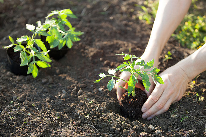 hands planting tomato seedling on ground