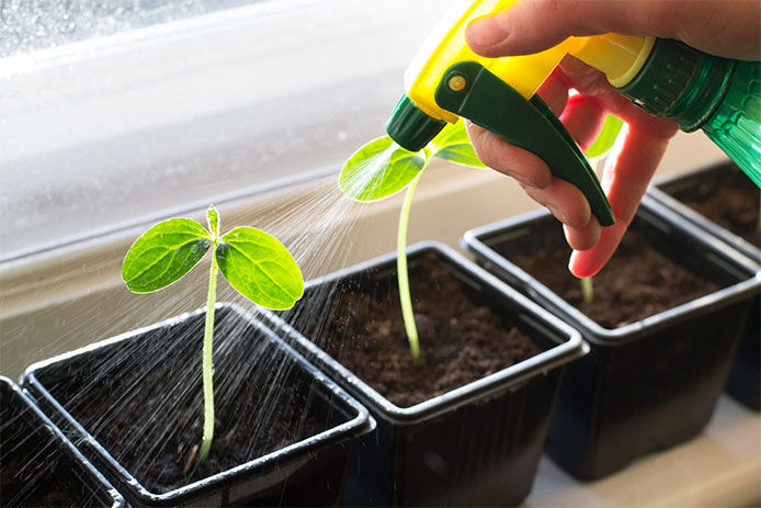 Watering cucumber seedlings