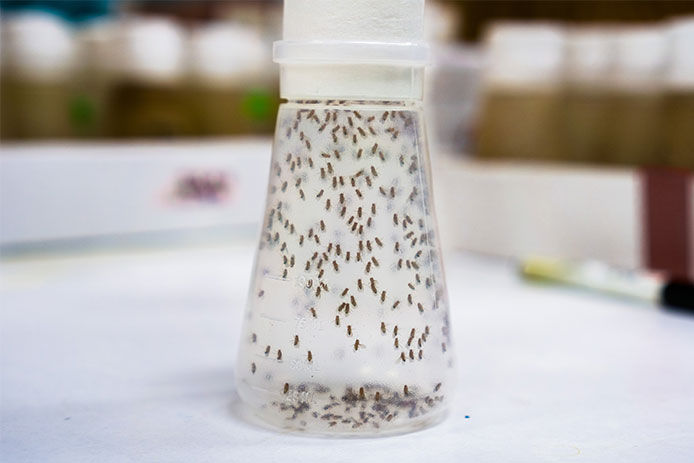 A clear glass fruit fly trap has a white lid and is filled with fruit flies.