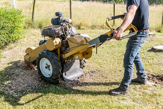 A man working in a domestic garden, using a heavy tree trunk grinder to break down the remaining stumps of recently felled trees. The heavy fuel run machine is manually rotated across the stump, breaking it down to sawdust with the sharp rotating blade of the grinder, levelling the ground where the stumps have been.