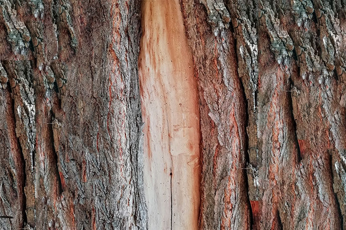 A close-up of what a sunscalded tree looks like