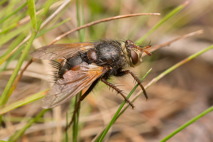 Close-up of a tachinid fly on a piece of grass