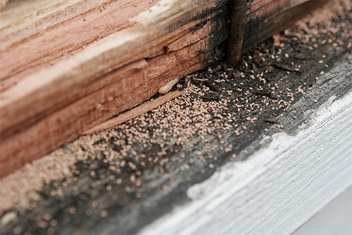 Frass droppings from termites