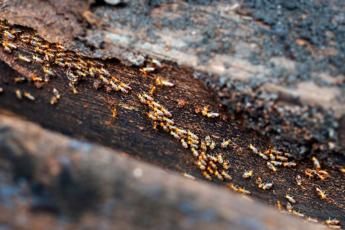 A cluster of termites on a piece of wood
