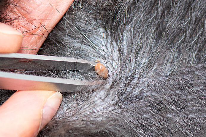 A close up shot of a person removing a tick with tweezers on the back of a short haired black down. The head of the tick is embedded into the dog's skin.