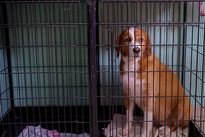 Curious sad white and brown dog sitting in a cage awaiting a new owner to find and adopt him.