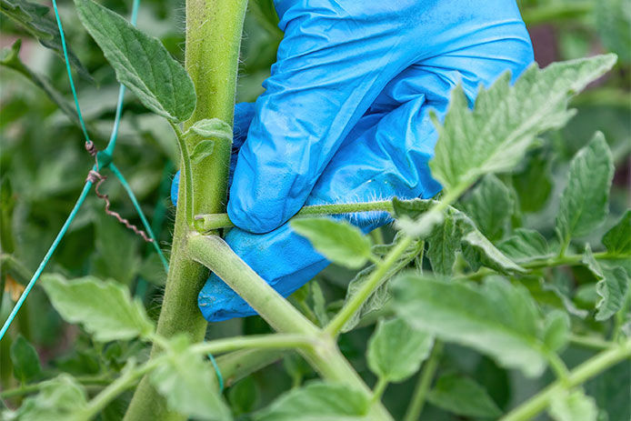 A close up of a tomatoe plant sucker. 