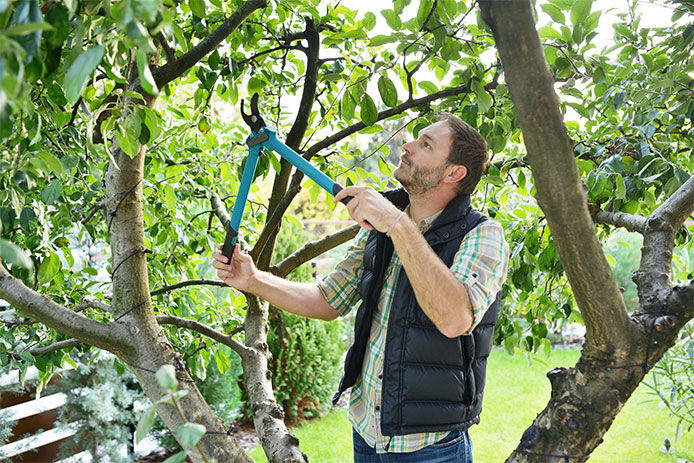 Man wearing a flannel and vest with pruners looking at a branch