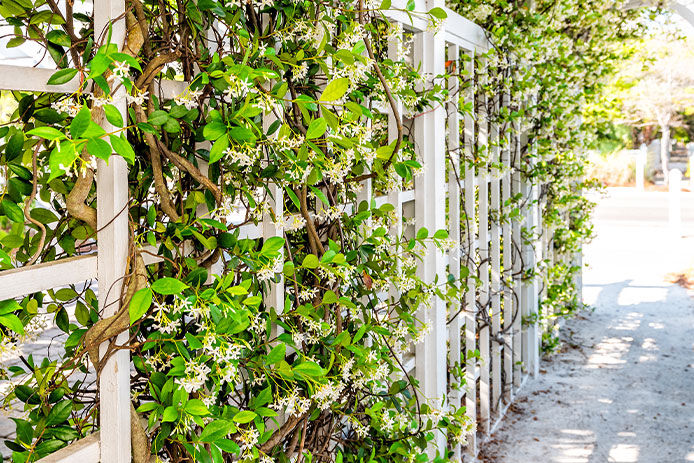 A trellis covered in climbing green vines