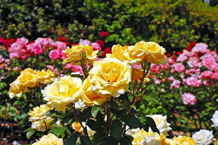 Beautiful yellow, pink, red, and white spring roses in full bloom