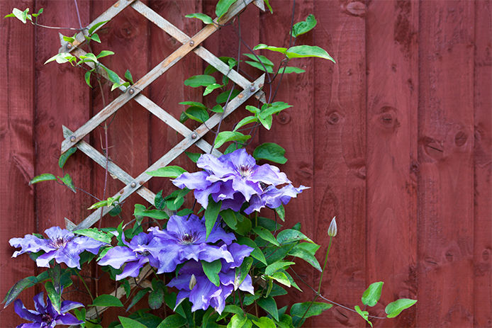 A bluish purple flower with vines growing on a trellis